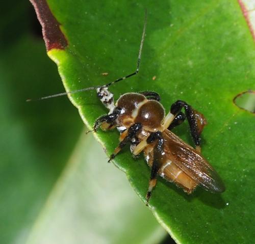 Notocyrtus costai